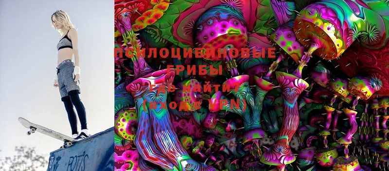 omg онион  Зерноград  Галлюциногенные грибы Psilocybe 